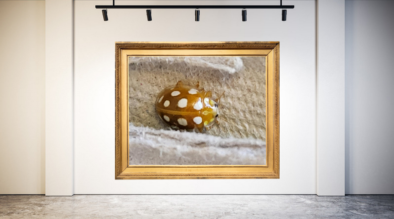 JEBALI Valérie pour "Voyage dans le TGV Paris-Vannes"