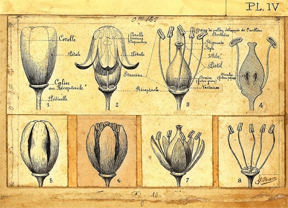 baco, françois, peyrehorade, orthe, landes, aquitaine, dax, adour, belus, labatut, greffe, greffon, phylloxera, armagnac, vignoble, instituteur, hybride, hybridation, viticulture, hudson