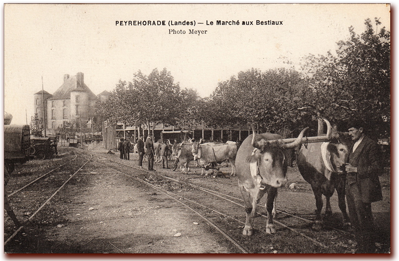 orthe, landes, aquitaine, peyrehorade, course landaise, ganaderia, sauteur, cordier, talanquère, vache