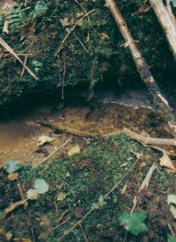 orthe, peyrehorade, landes, aquitaine, peche, lamproie, adour, gave, arthous, cagnotte, sorde, barthes, rasport, alose, saumon, port de lanne, lavoir, couralin, hastingues,  tilhole, galupe