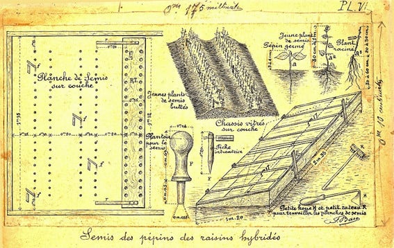 baco, françois, peyrehorade, orthe, landes, aquitaine, dax, adour, belus, labatut, greffe, greffon, phylloxera, armagnac, vignoble, instituteur, hybride, hybridation, viticulture, hudson