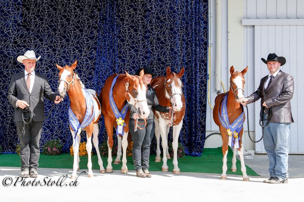 SPHA Futurity Weanling Stallions & SPHA Futurity Weanling Mares
