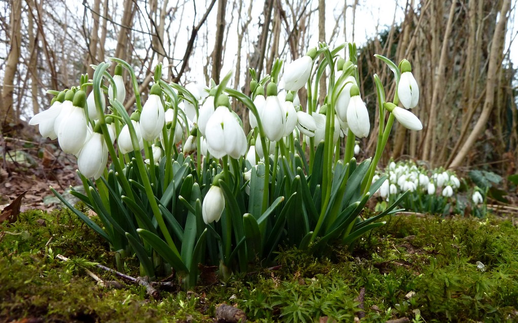 Schneeglöckchen