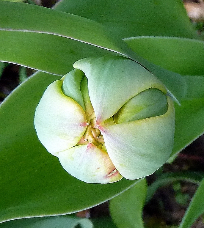 Tulpenknospe