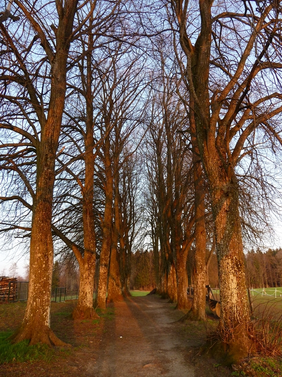 Die Allee auf der Ludwigshöhe
