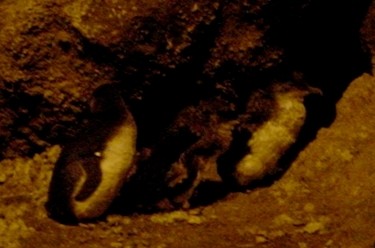 Oamaru Blue Penguin Colony