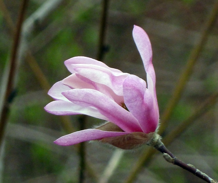 Magnolie