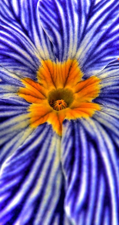 Primula acaulis "Zebra"