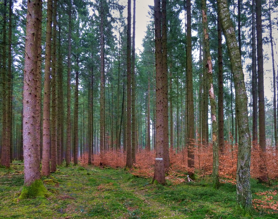 letzte Buchenblätter