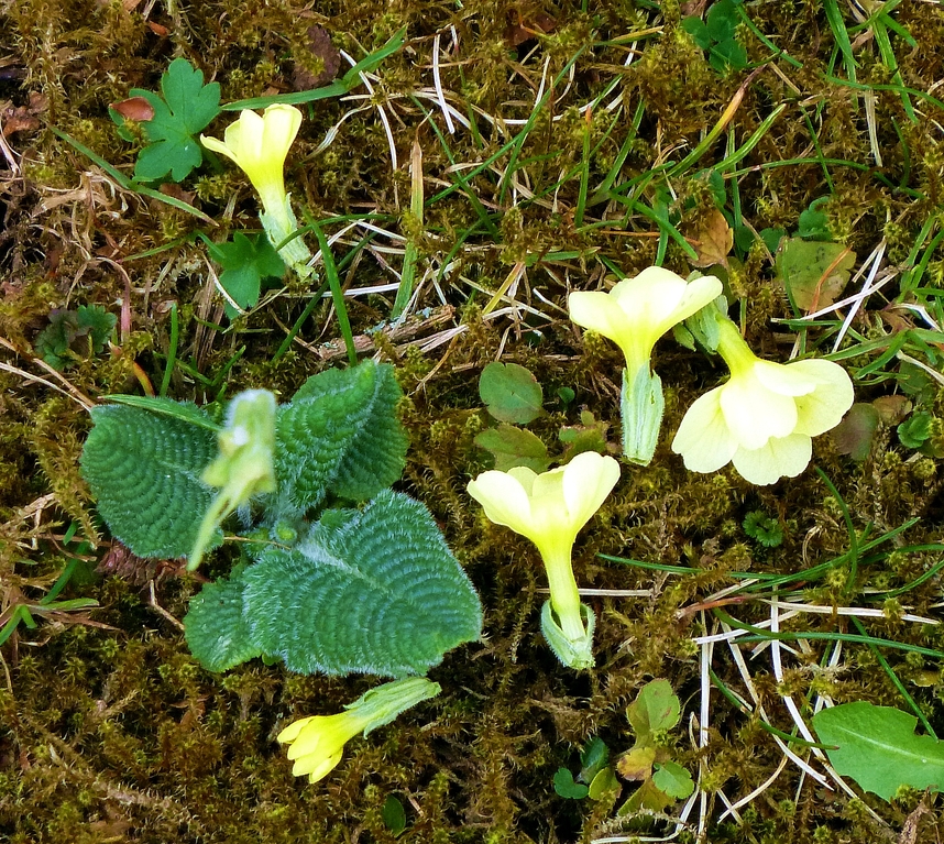 Der Schlüsselblumenmörder ist wieder unterwegs!