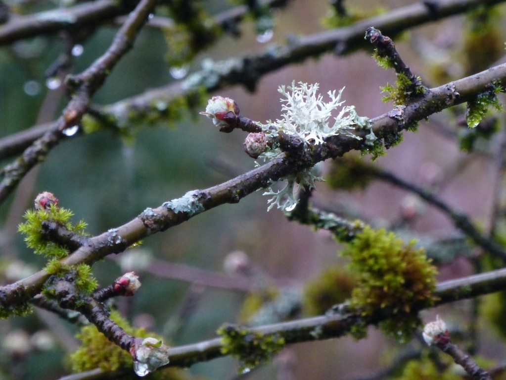 Flechten und Moos auf dem Apfelbaum