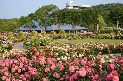花フェスタ記念公園  春と秋にはバラ の香りに包まれながら園内を楽しめま す。