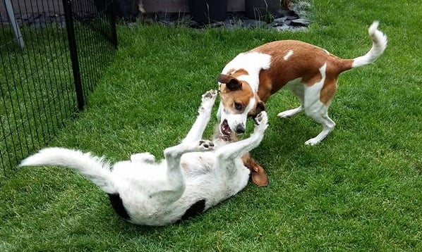 für Toberunden mit Freundin Debby bleibt aber trotzdem Zeit