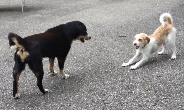 und spielen gehört natürlich auch zum Geburtstag!