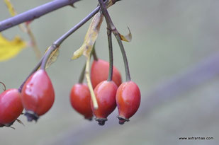 Rosa stylosa - Griffel-Rose