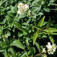 Ligustrum vulgare - Gewöhnlicher Liguster
