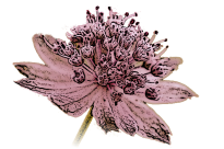 AstrantiAs GmbH Bio Wildrosen & Wildfrüchte, Naturgarten-Pflanzen Gärtnerei