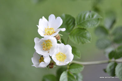Rosa micrantha - Kleinblütige Rose