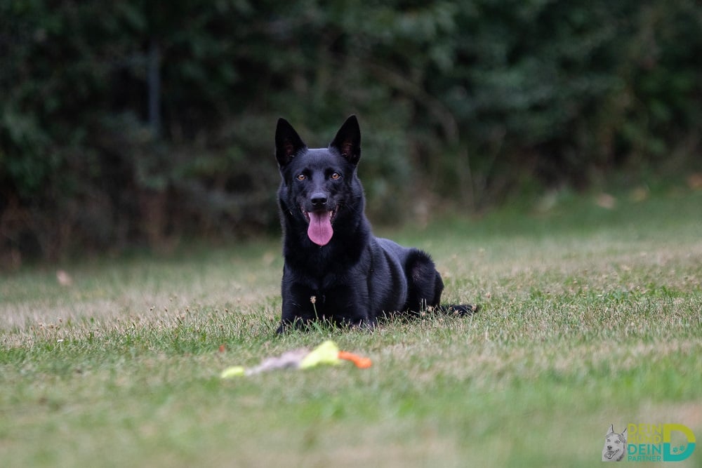 Dein Hund Dein Partner stellt sich vor - Wolkersdorfer Regionsjournal 03/2020