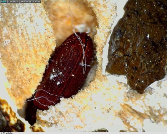 grosse vrillette (vue sous binoculaire x40)