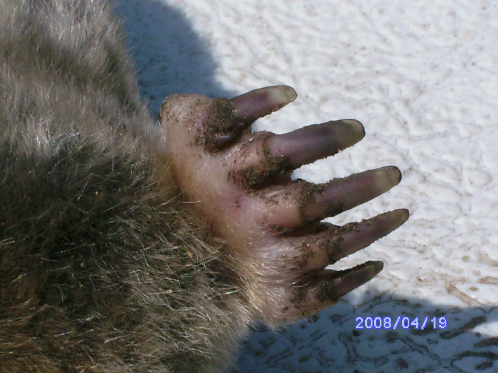 Front foot of Eastern Mole.