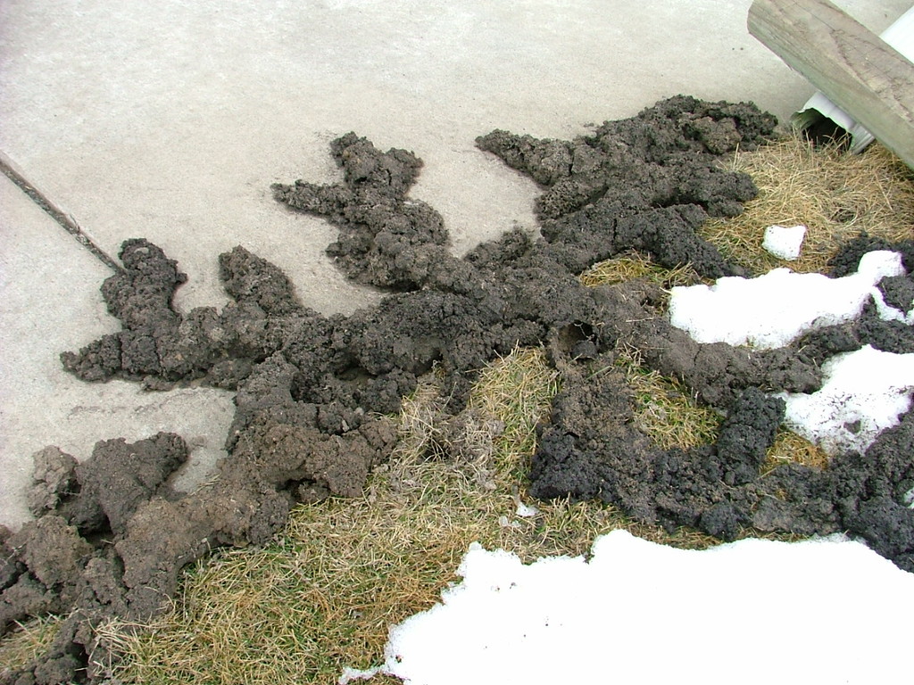 Star Nose mole damage.