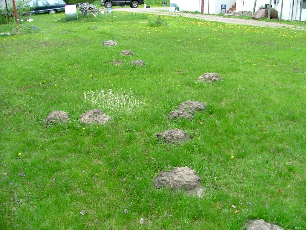 Eastern Mole mounds.