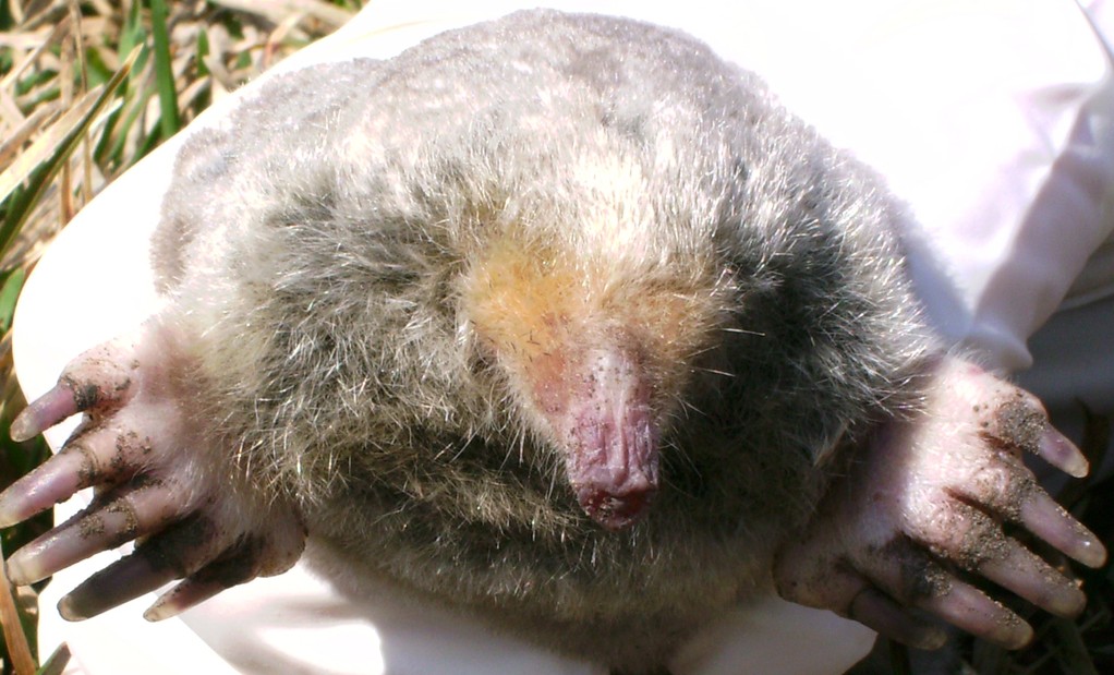Eastern Mole.