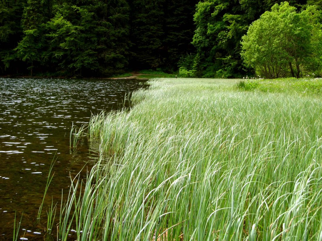 Es gibt keine direkte Autostraße zum Feldsee. Er ist lediglich über Wander- und Fahrradwege erreichbar. In der Nähe des Feldsees befindet sich das Gasthaus Raimartihof.