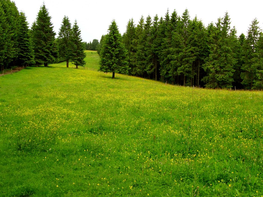 Wald- und Wiesenlandschaft mit gelbem Hahnenfuß.