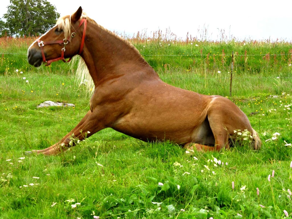 Genüsslich wälzt er sich in der nassen Wiese.