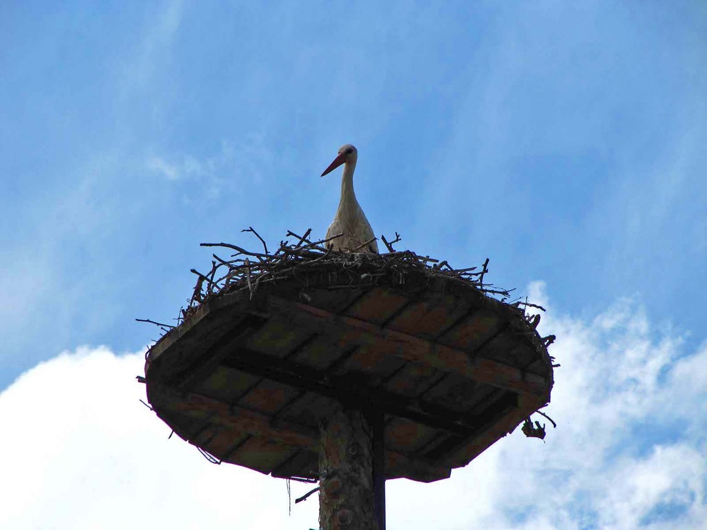 Meister Adebar fühlt sich in Hertingen zu Hause.