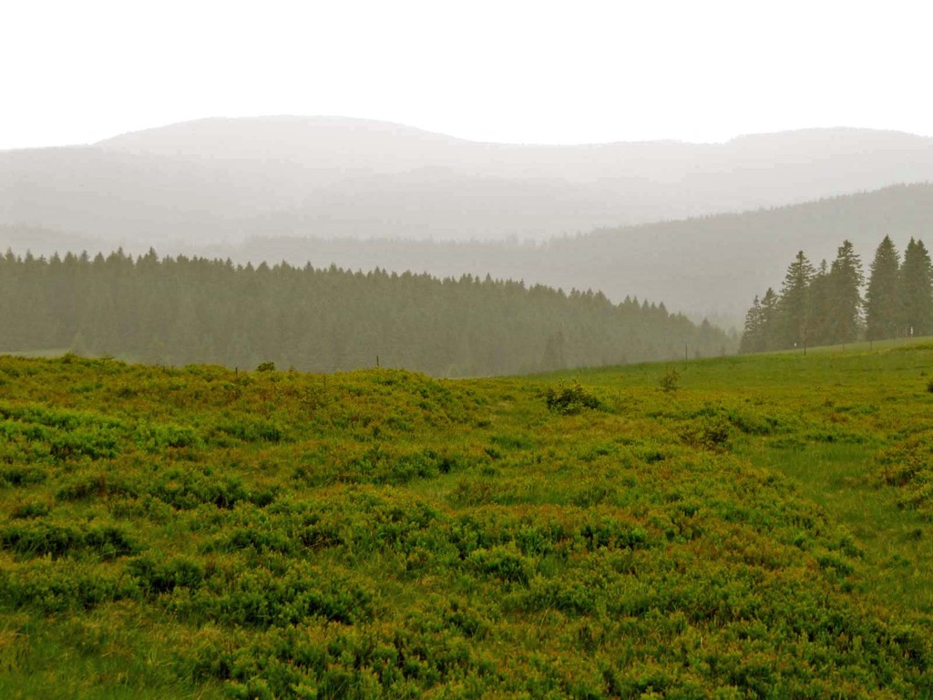 Leiser Regen - Trübe Aussichten über Weiden und Wälder.
