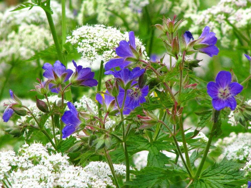 Storchschnabelgewächse (Geraniaceae) als Farbtupfer in der Wiese.