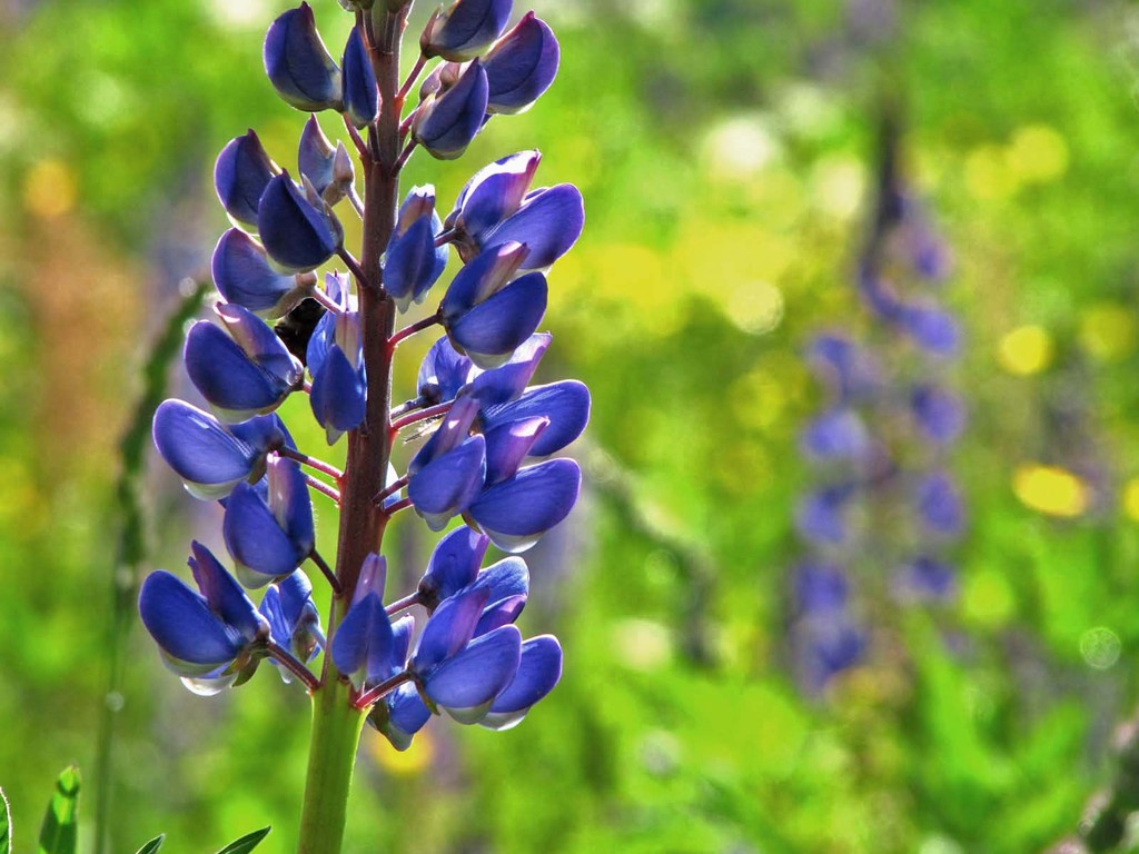 Blaue Lupine oder Schmalblättrige Lupine: Wächst bevorzugt auf sandigen Lehmböden.