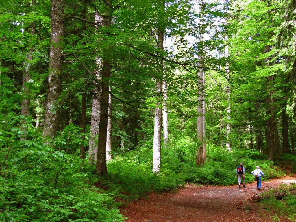 Auf dem Weg zum Feldsee schließt sich ein gesprächiger Begleiter an. Mit Tipps zum abendlichen Entspannen in der Sauna. Ein pensionierter Physiotherapeut.l