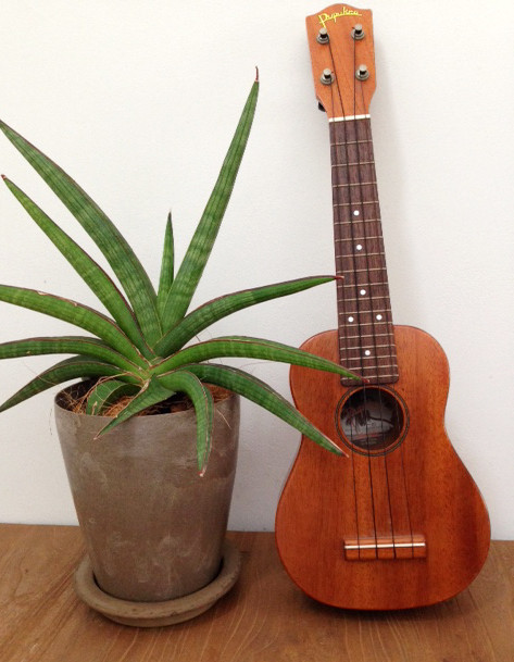 我が家のニューフェイス、サンセベリア・ココと。