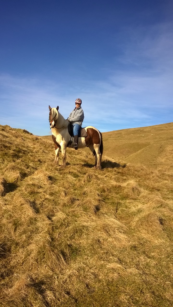 Marvin was a good mount for the moorland ride.