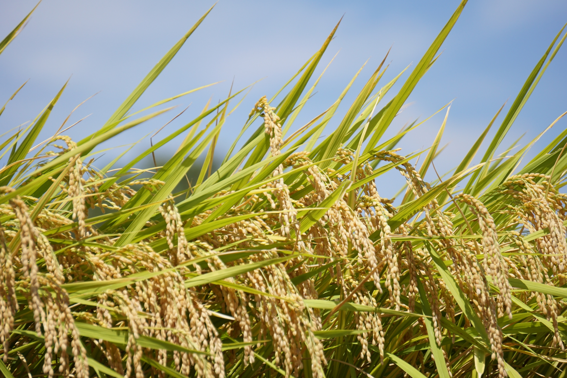 コイン精米所設置場所 - ヤマザキ精工｜コイン精米機の製造と販売｜精米プラントの設計・施工