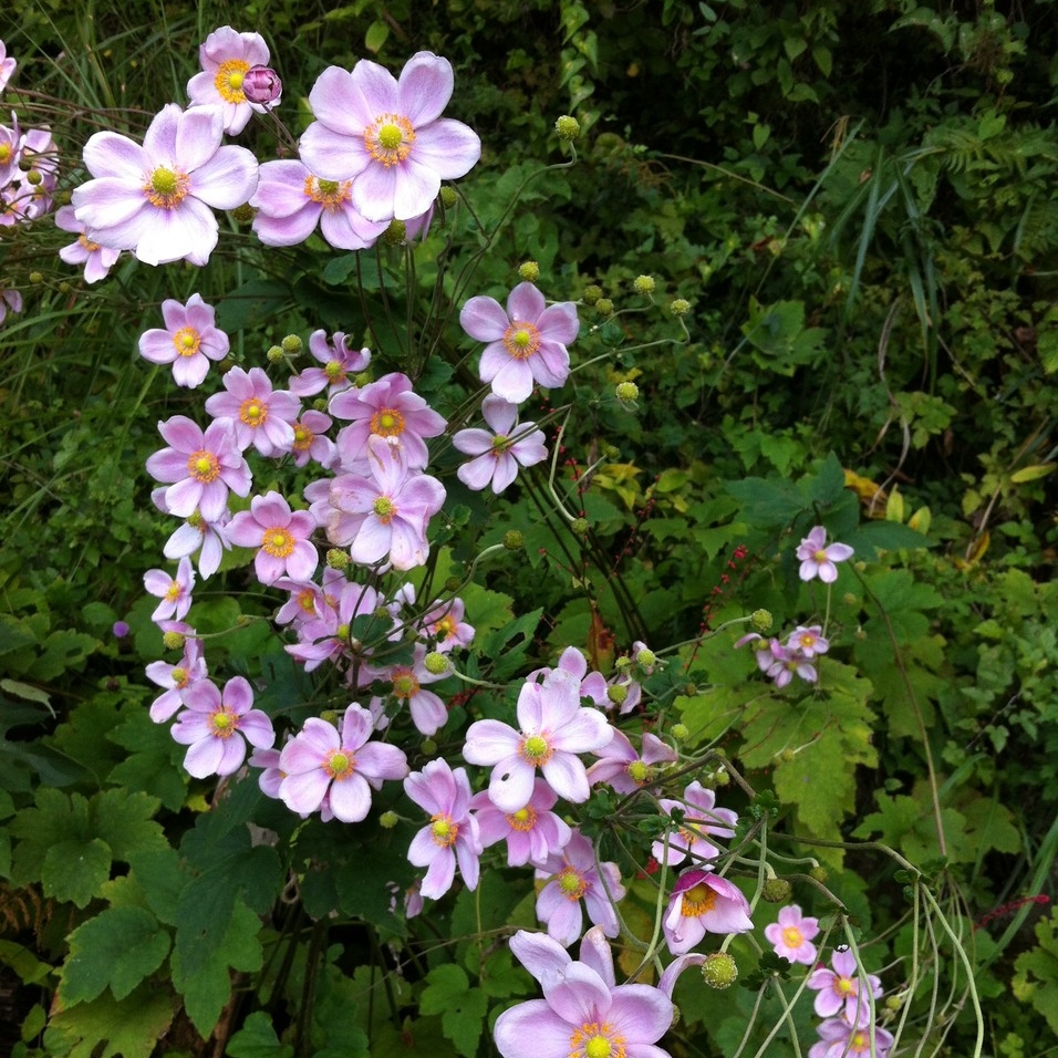 シュウメイギク（ピンク）