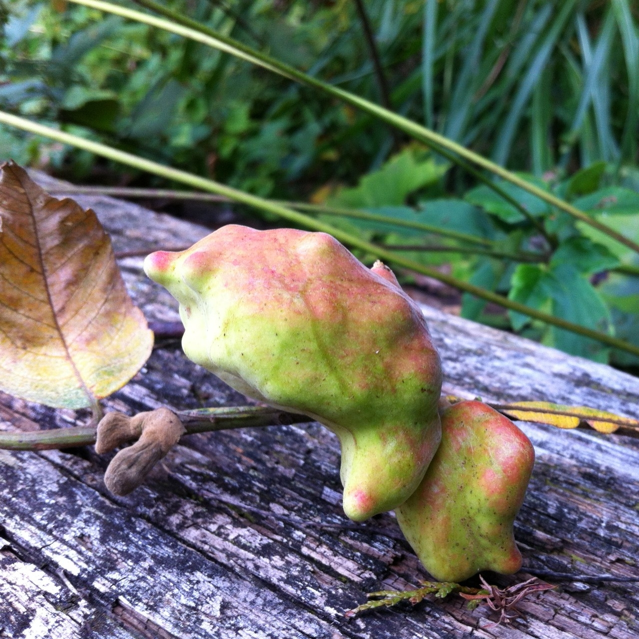 虫コブ（ヌルデミミフシ）