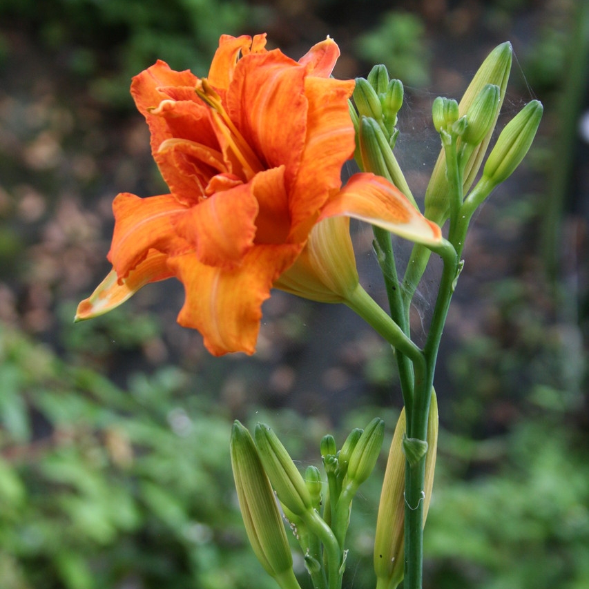 ヤブカンゾウ／ワスレグサ