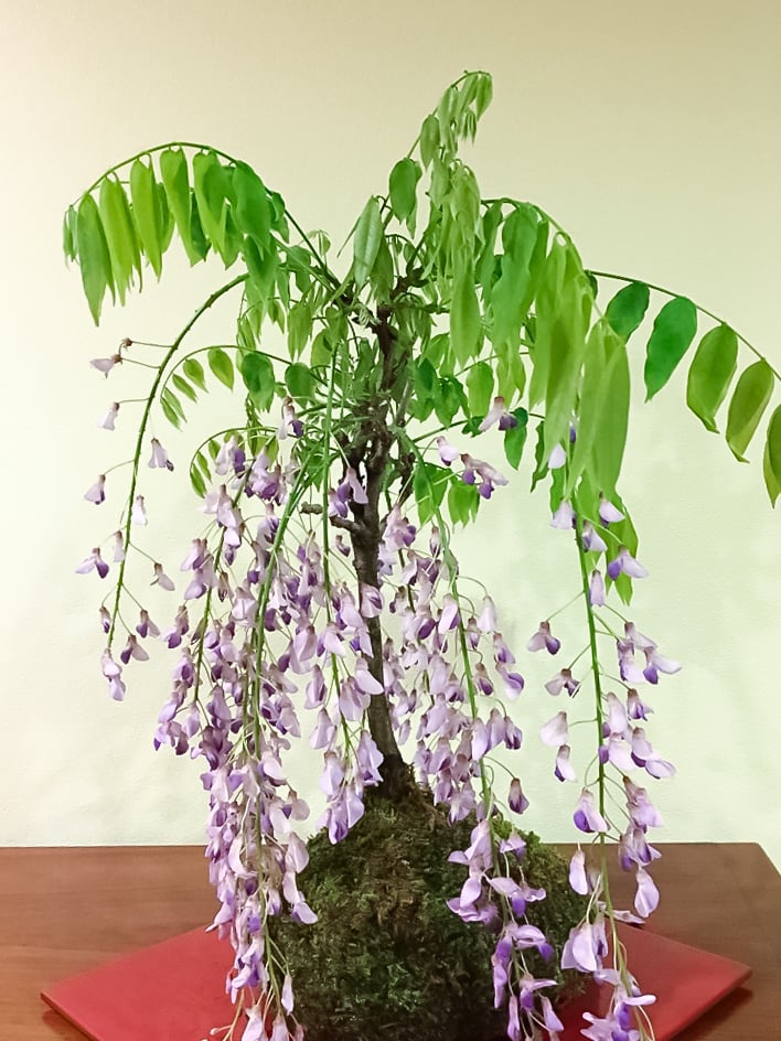 「藤」〈日程が変更されました〉