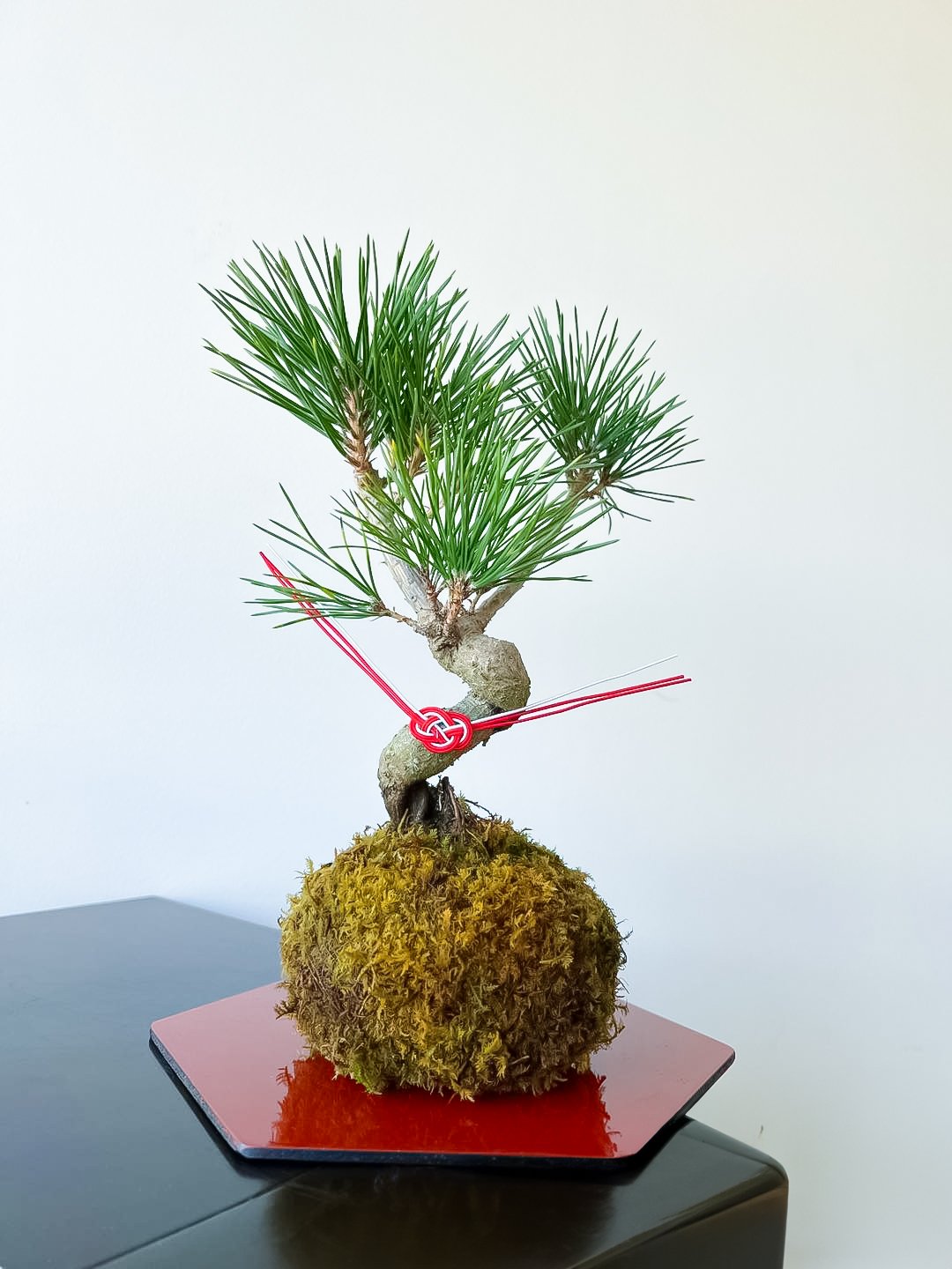 「黒松の苔玉」