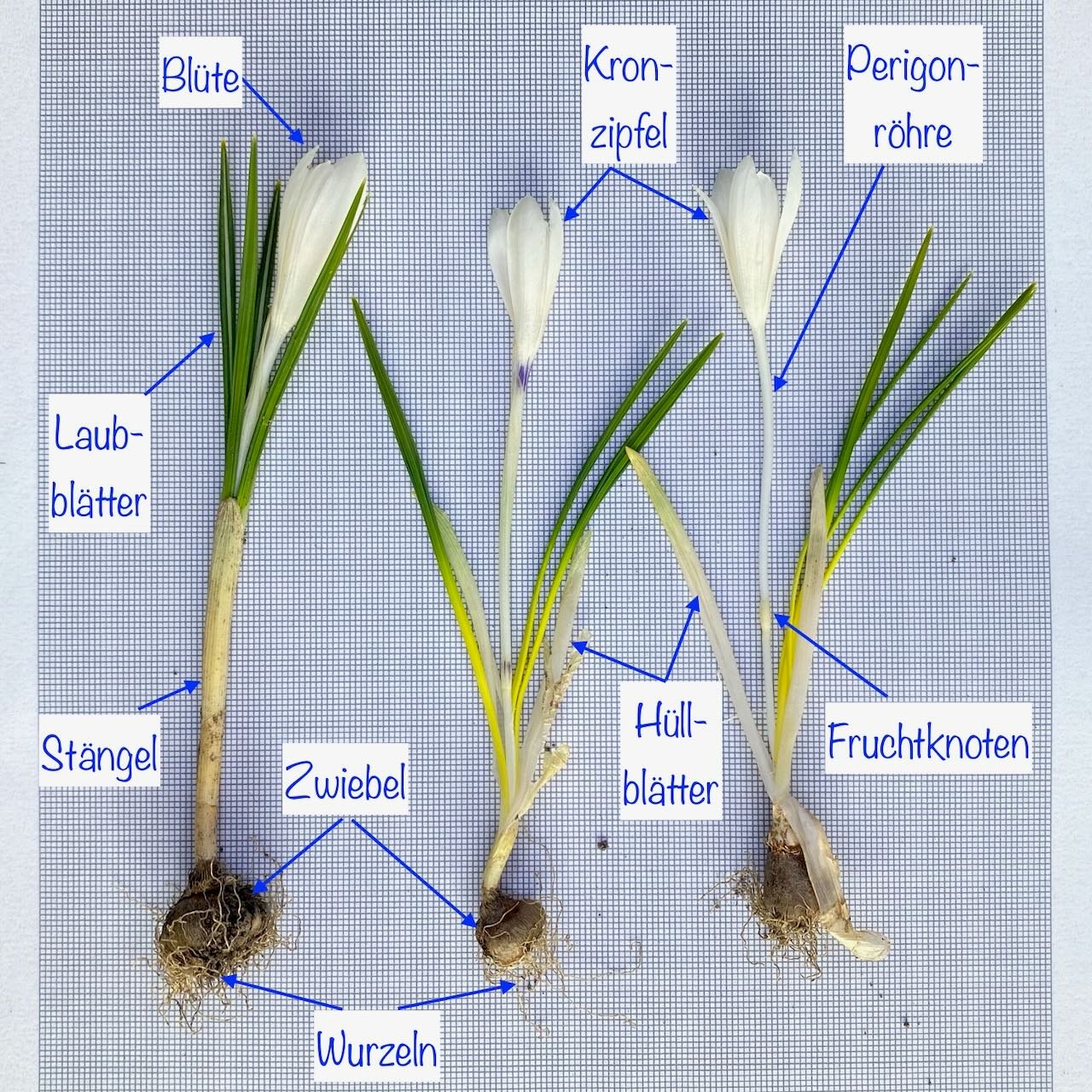 Finde die Fehler beim Krokus