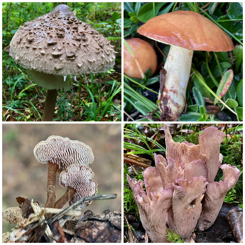 Das kleine 1x1 der Pilze