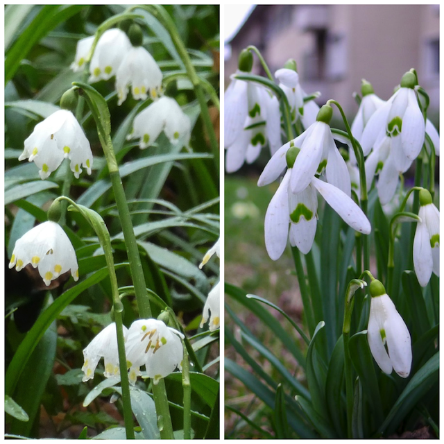 Schneeglöckchen und Märzenbecher - ein Zuordnungsrätsel