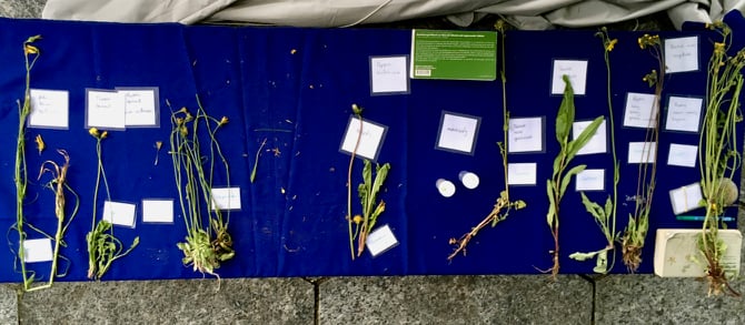 Vertiefungskurs Asteraceae, Korbblütler, Systematik, Pflanzenfamilie, repetieren