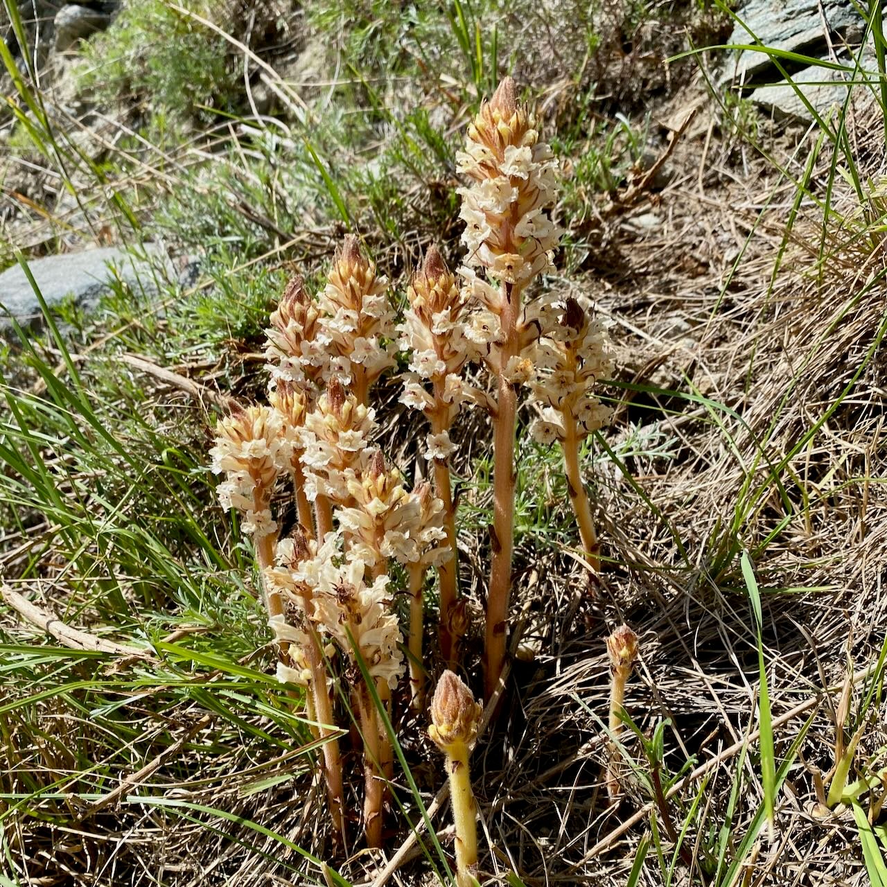 Nestwurz oder Würger?