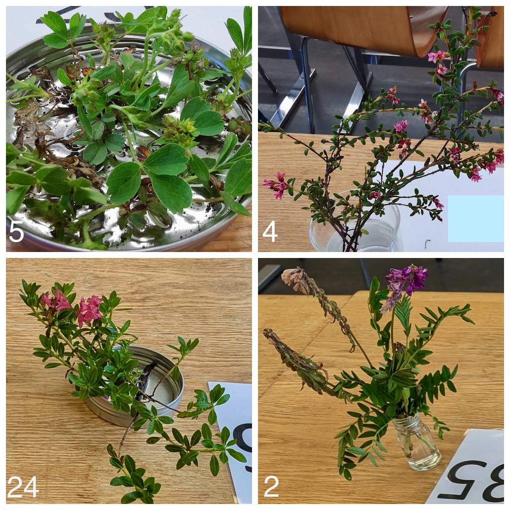 Zertifikatspruefung - Erkennst du die Arten?